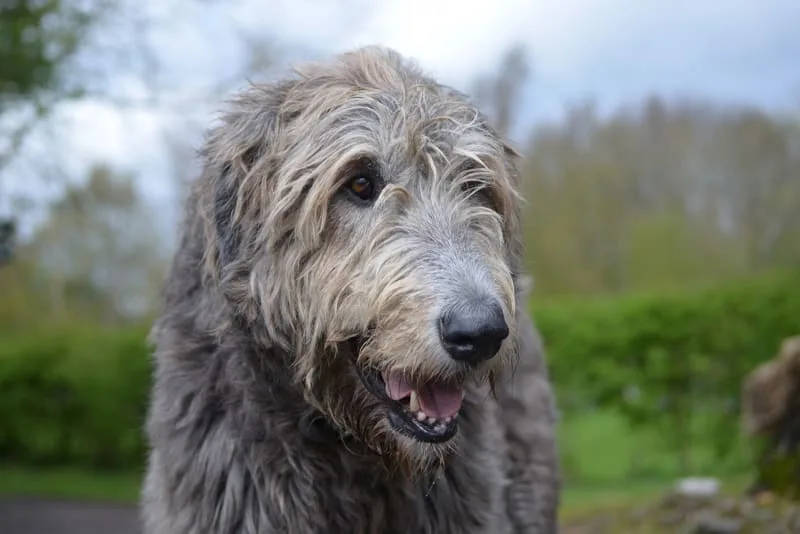 Can a Dog Die From an Intestinal Blockage?