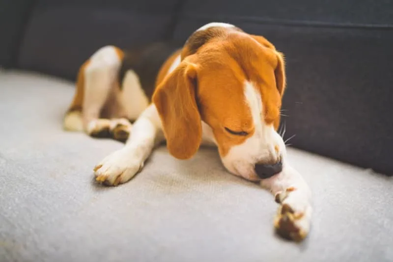 How to Help a Dog With Allergic Dermatitis