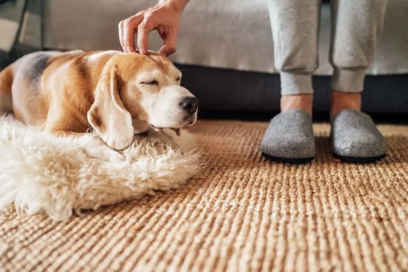 C-Section for Dogs: Everything You Should Know