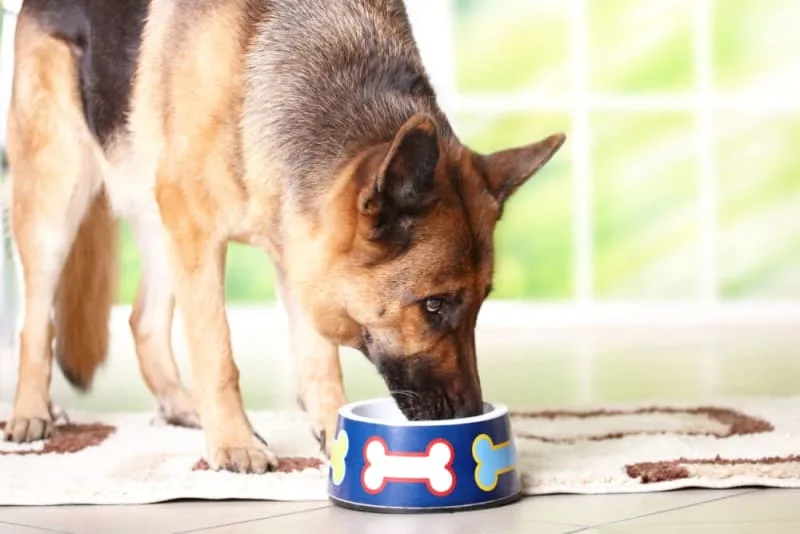 Best Senior Dog Food & Supplements