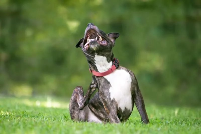 Dandruff in Dogs: Causes & Treatment
