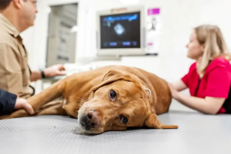 Cancer in Dogs: Everything You Should Know