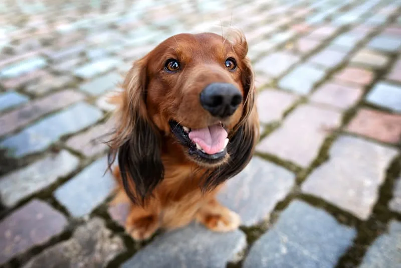 Acupuncture for Dogs - Benefits & What Can Be Treated
