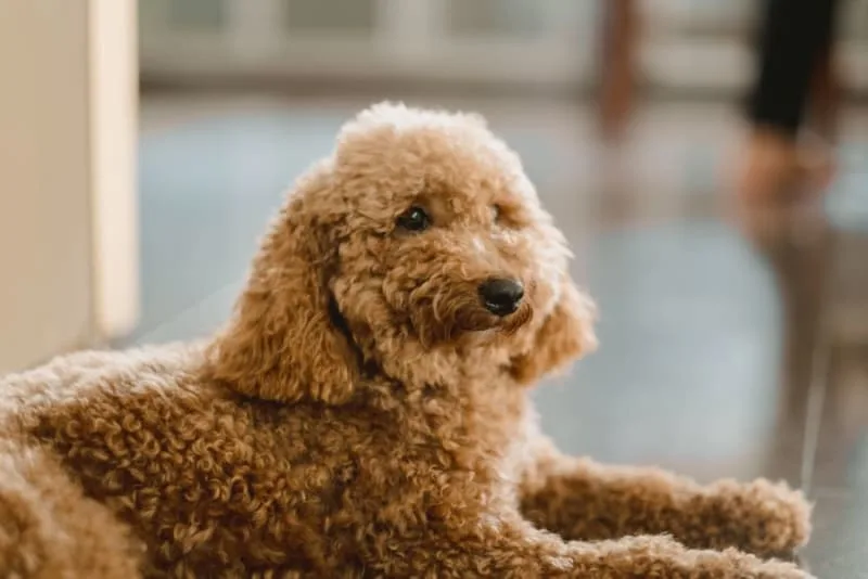 Should I get my dog vaccinated? Why do it and when to do it