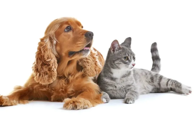 All About Spaying or Neutering Your Pet