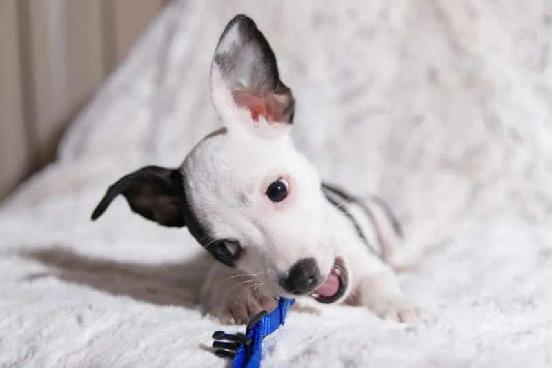 Do dental chews really work for dogs?