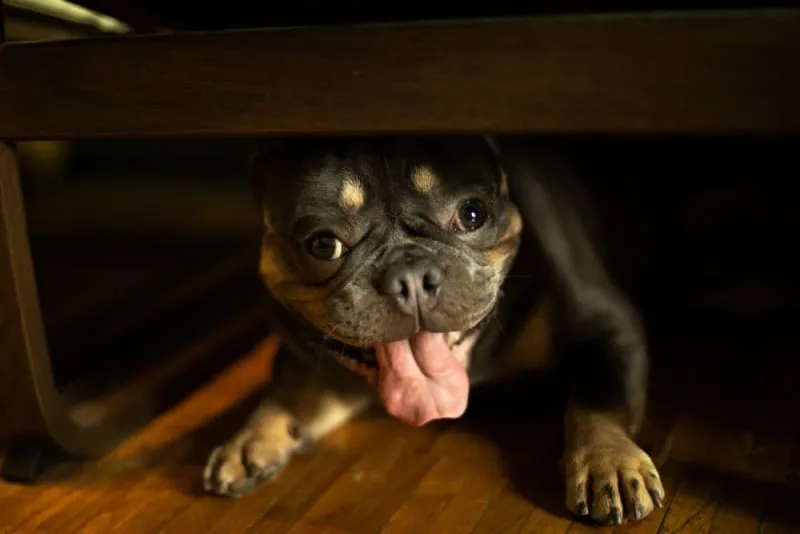 Why Is My Dog Panting At Night?