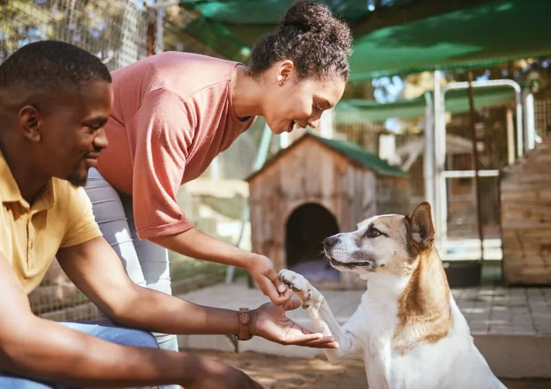 Required Shots for Dog Boarding