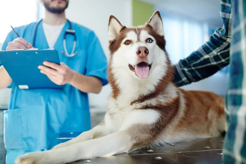 Questions Everyone Should Ask Their Veterinarian