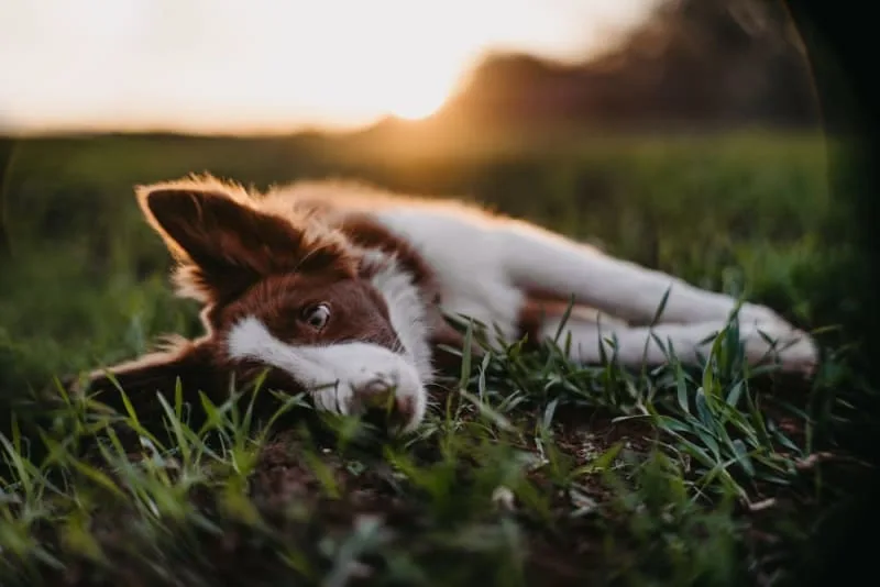 Osteoarthritis in Dogs: Causes, Symptoms & Treatment