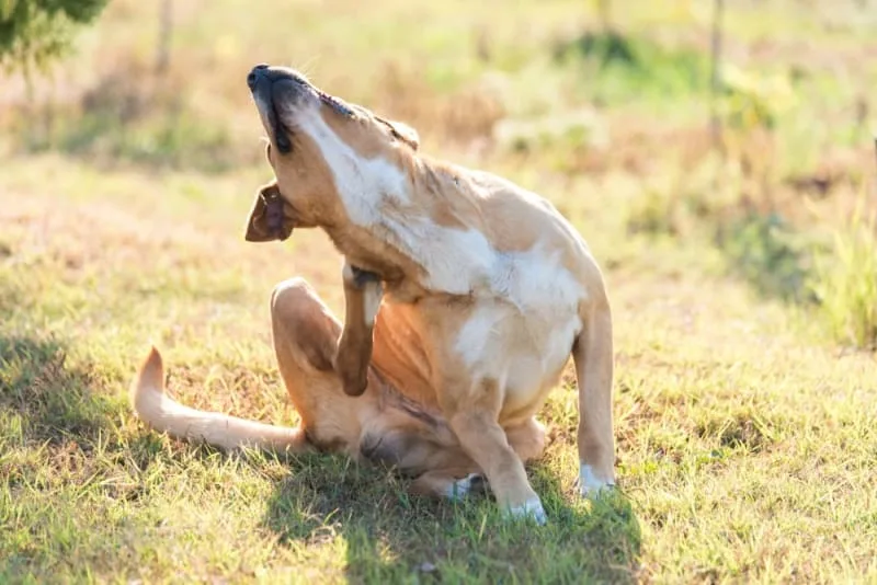 My Pet Is Itchy After Vaccination