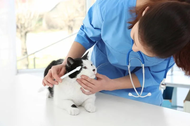 What is Gingivitis in Cats?