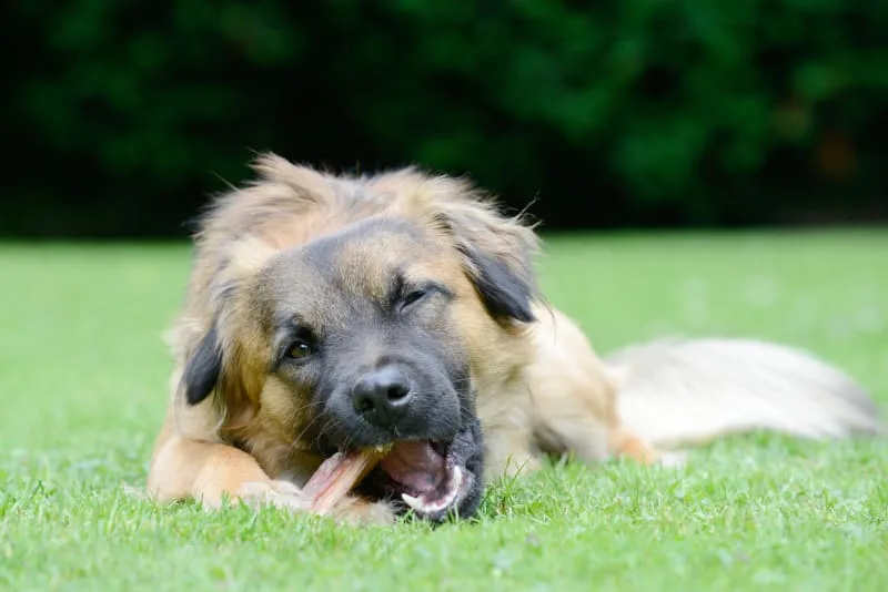 Can Dogs Eat Bones?