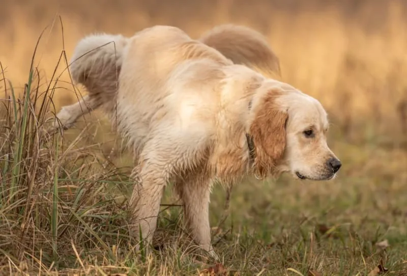 Bladder Stones in Dogs
