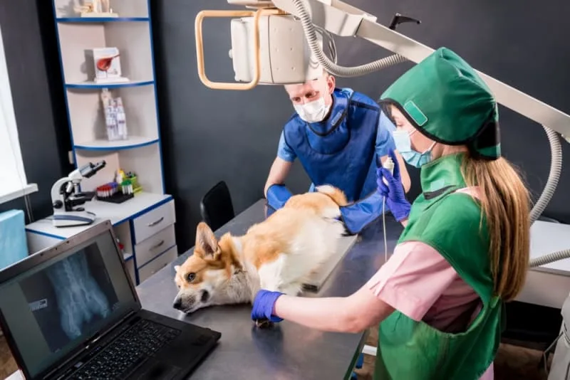 X-Rays for Dogs