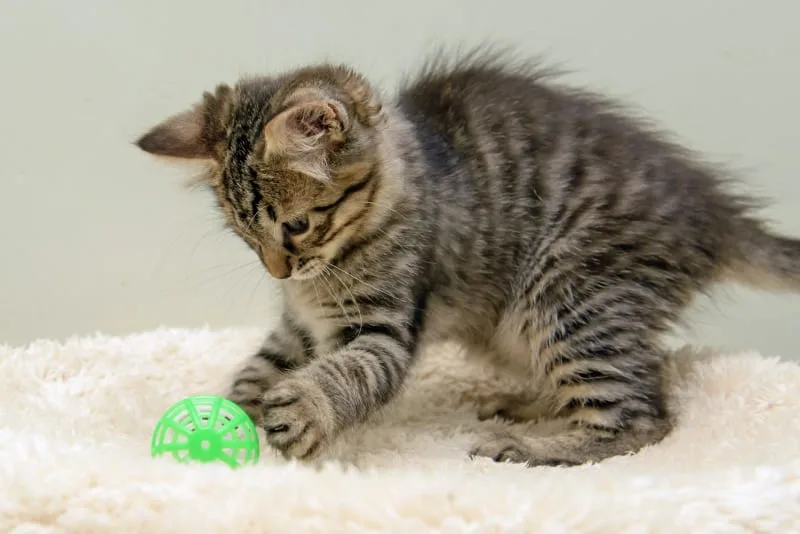 The Complete Guide To Kitten Care