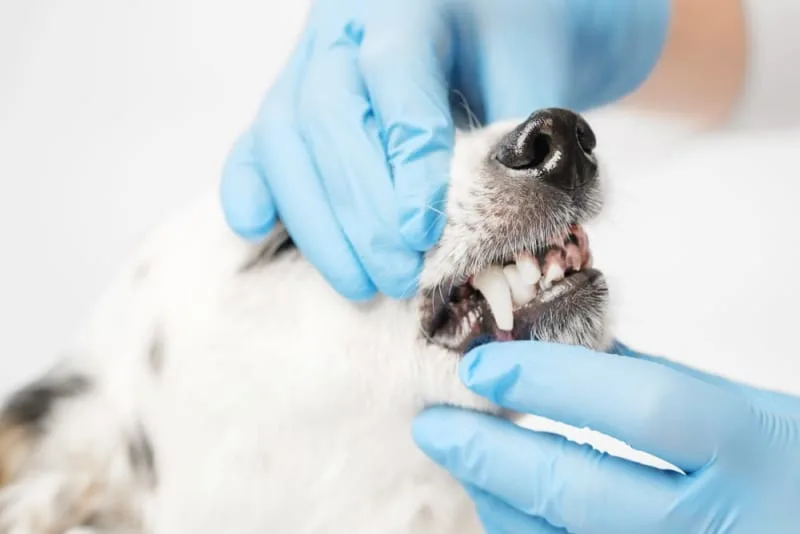 Dog Tooth Extraction: What to Expect