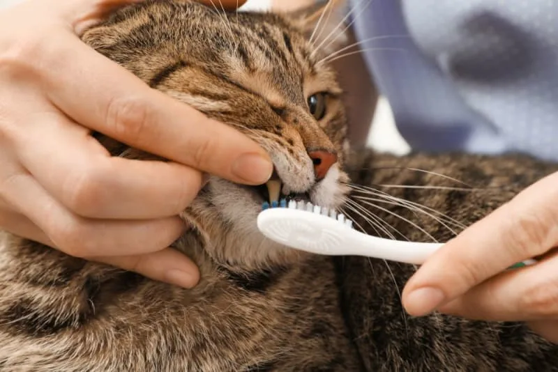 Stomatitis in Cats: Everything You Should Know