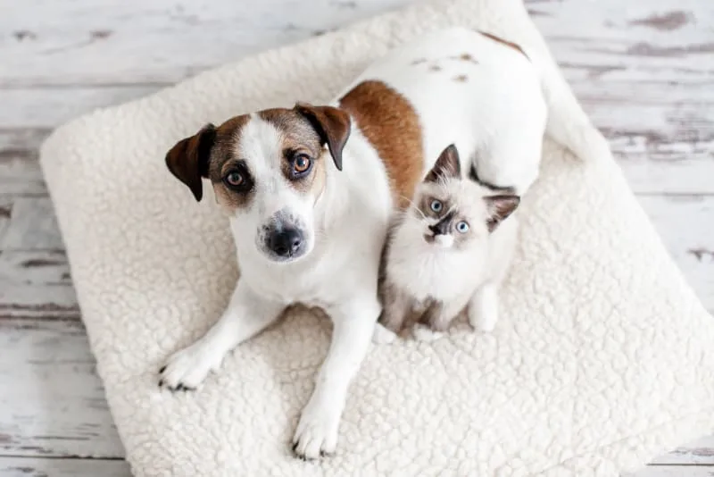 Laser Spay or Traditional Spay: Which is Better?