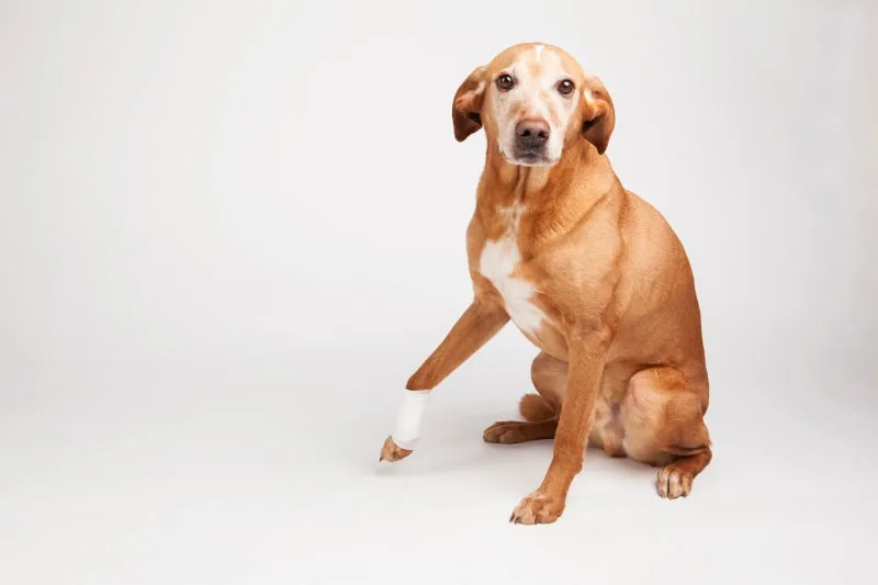 What to do if my dog cut their paw pad