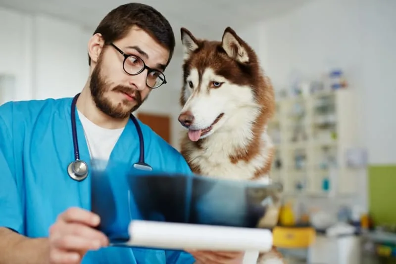 Diagnostic Imaging for Your Dog or Cat