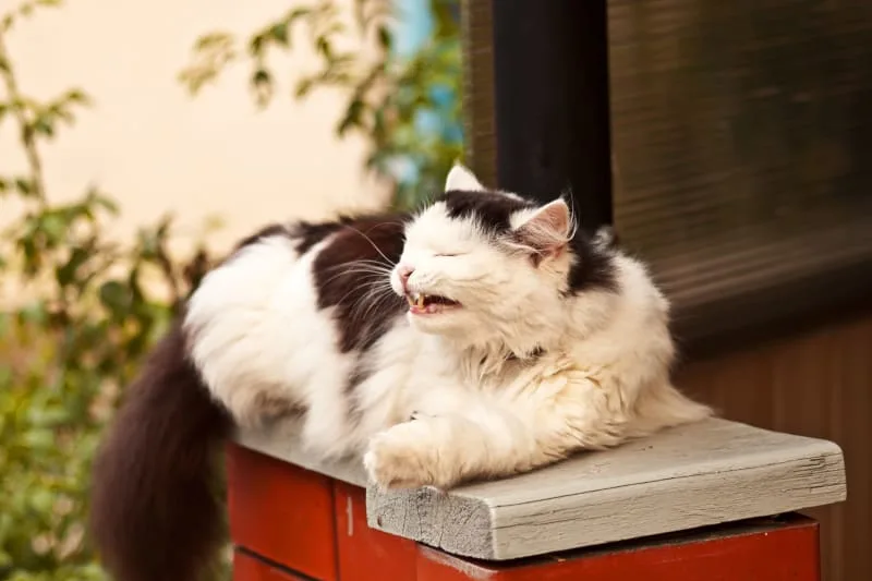 Cats & Colds: Can They Get Them & What To Do?