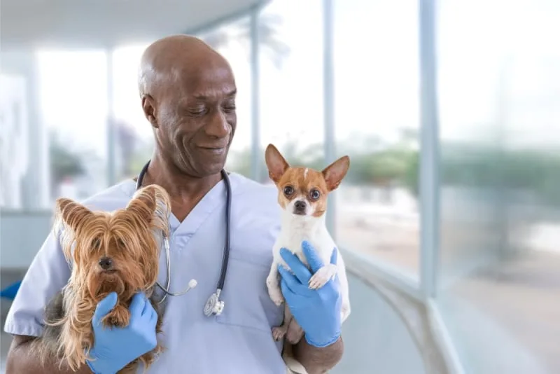 Everything owners should know about spaying and neutering