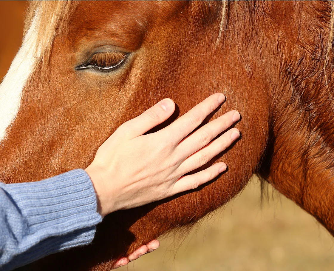 hands on brown horse cheek