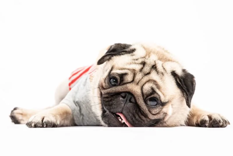 Why is my dog panting at night?