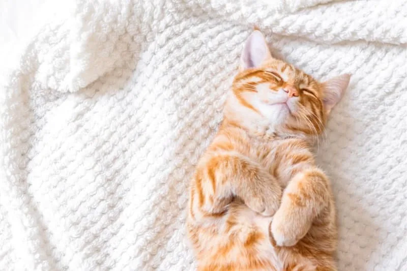Signs of Pain in Cats