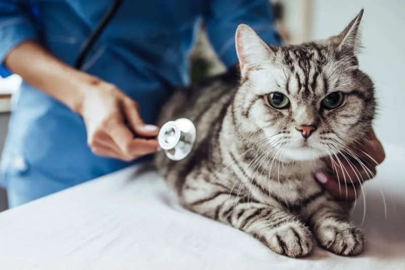 Understanding Blood Tests For Cats
