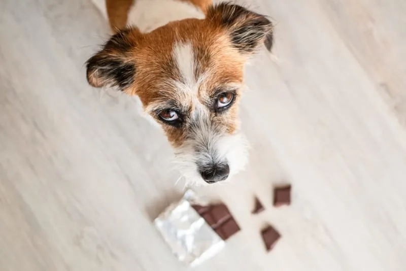 Common Household Hazards for Dogs & Puppies