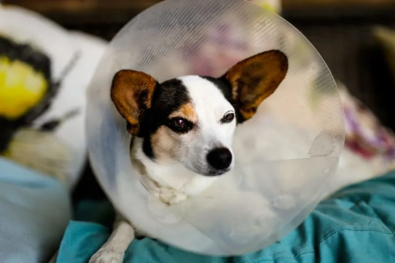 Signs of Infection After Neutering Dog