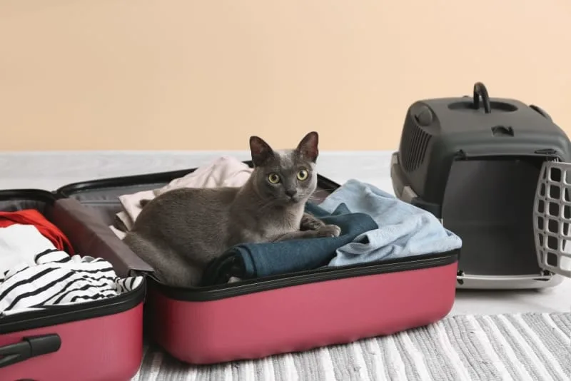 How to Travel With a Cat: Tips For a Low-Stress Trip