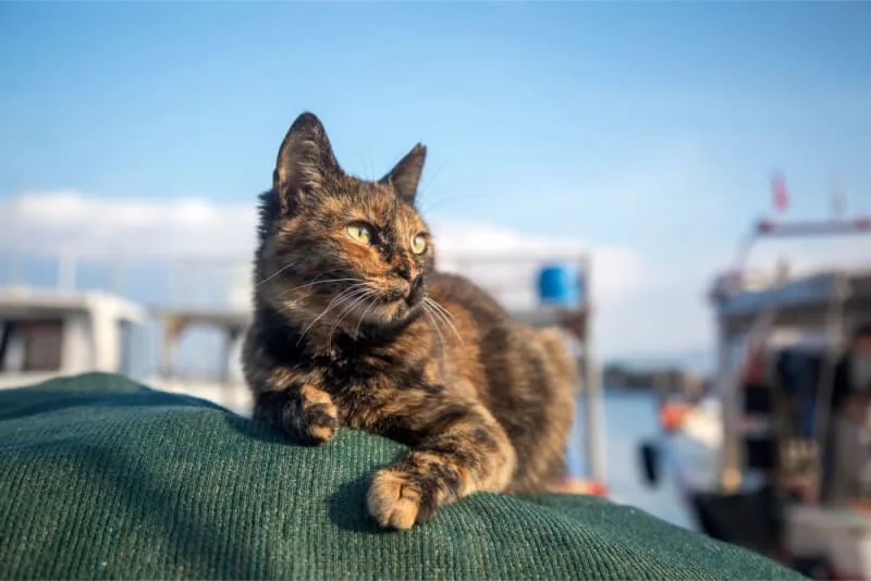 Signs of Pain in Cats & What to Do