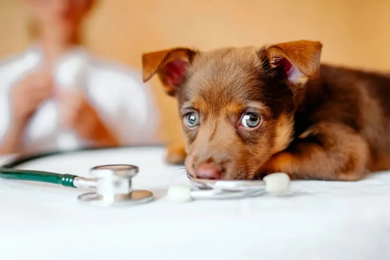 Puppy’s First Vet Visit: Checklist & What to Expect