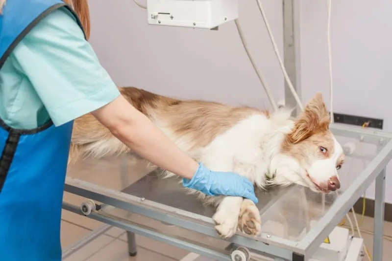X-Ray for Dogs: Everything You Should Know