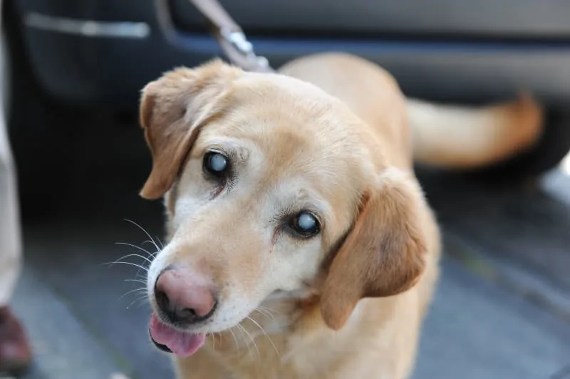 Cataract Surgery For Dogs: What You Should Know