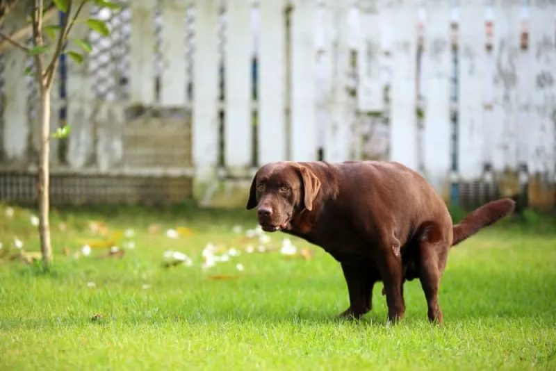 Why is My Dog Constipated? What To Do