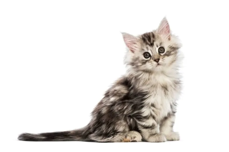 Kitten Age Chart: How to Tell How Old a Kitten Is?