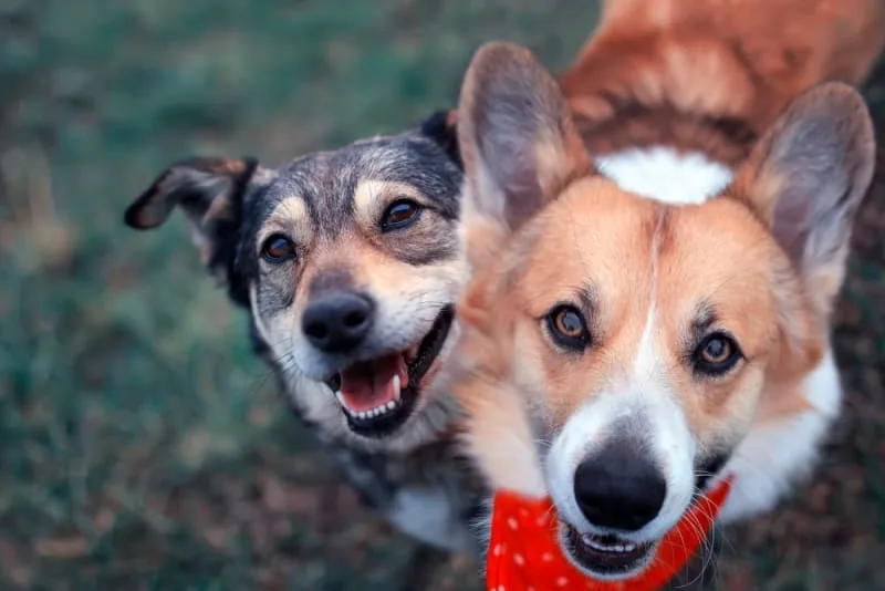 Is it Better to Have Two Dogs?