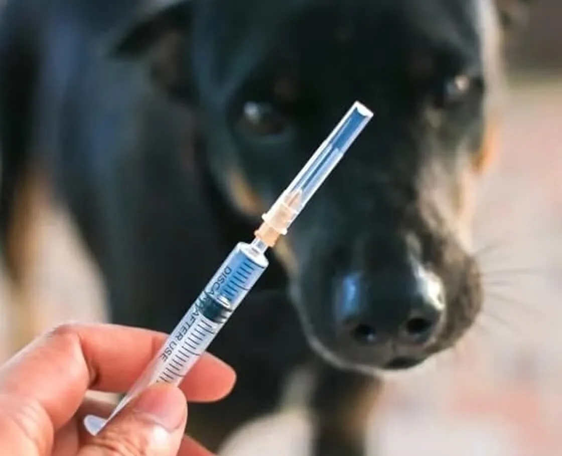 A hand holds a vaccine syringe with a black-and-tan dog blurred in the background.