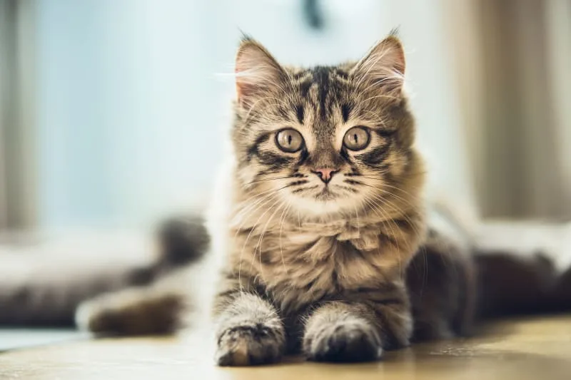 What is the FVRCP cat vaccine?