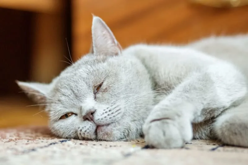 Cat Illnesses