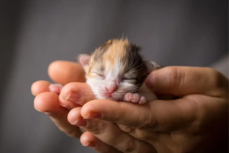 Newborn Kittens: When Do Kittens Open Their Eyes?