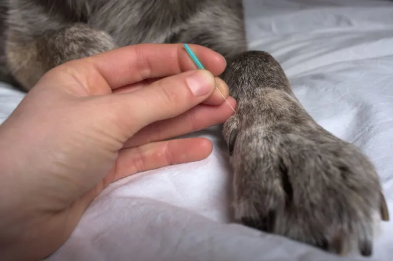 5 Health Benefits of Acupuncture for Dogs