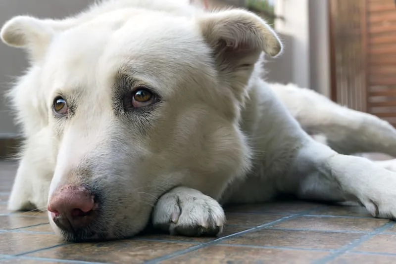 Common Causes of Dog Diarrhea