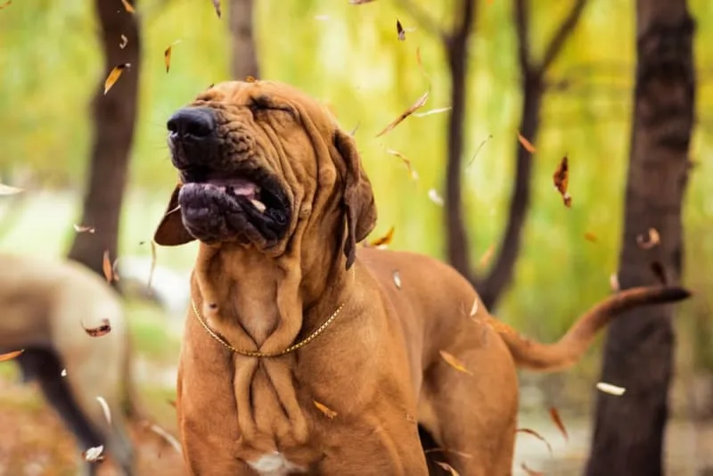What Is Kennel Cough in Dogs? Symptoms, Treatment & Prevention