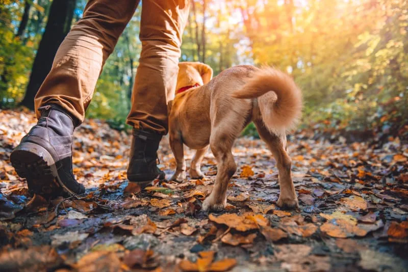 Can My Vaccinated Dog Get Rabies?