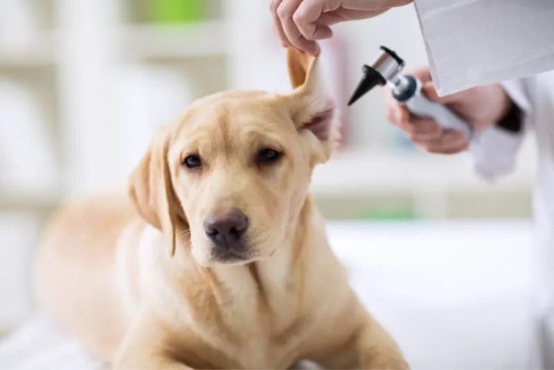 Yeast Infection in a Dog's Ears